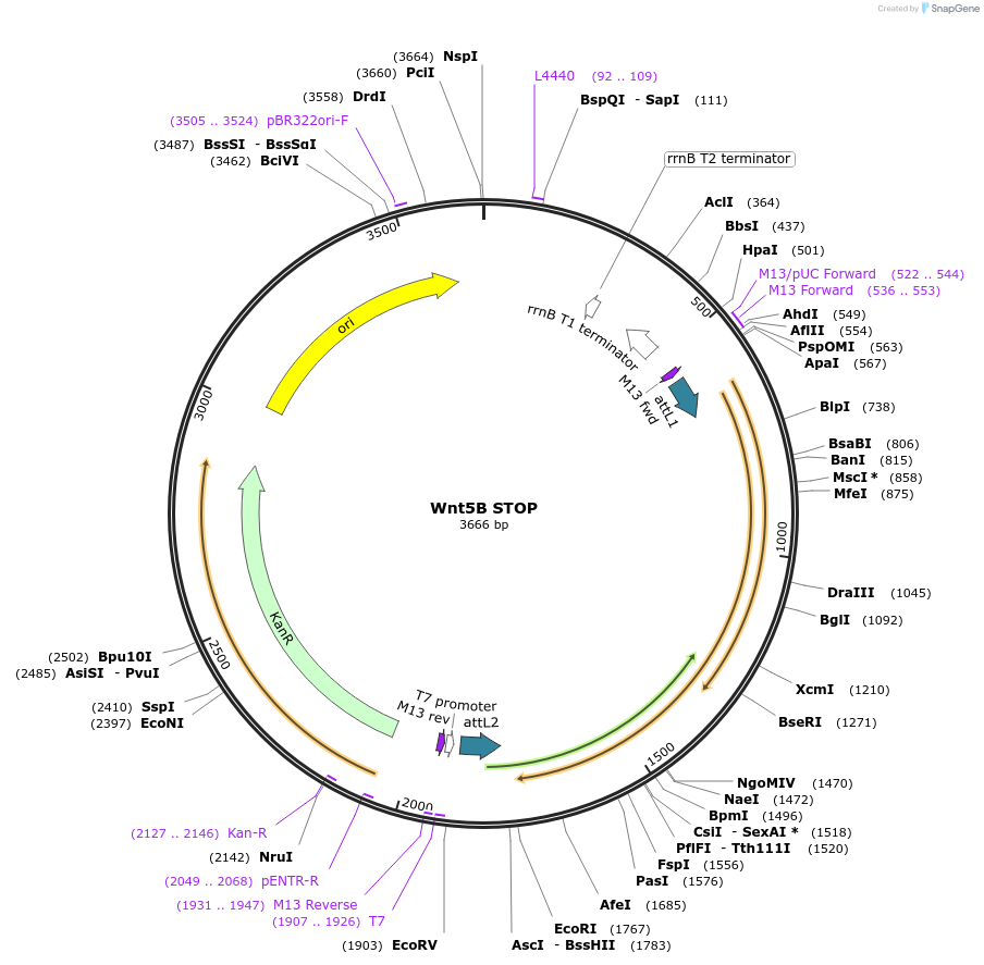 35875-plasmid-map-sequence-id-44141