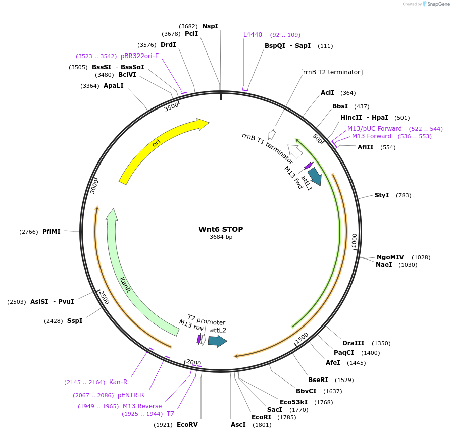 35876-plasmid-map-sequence-id-44142