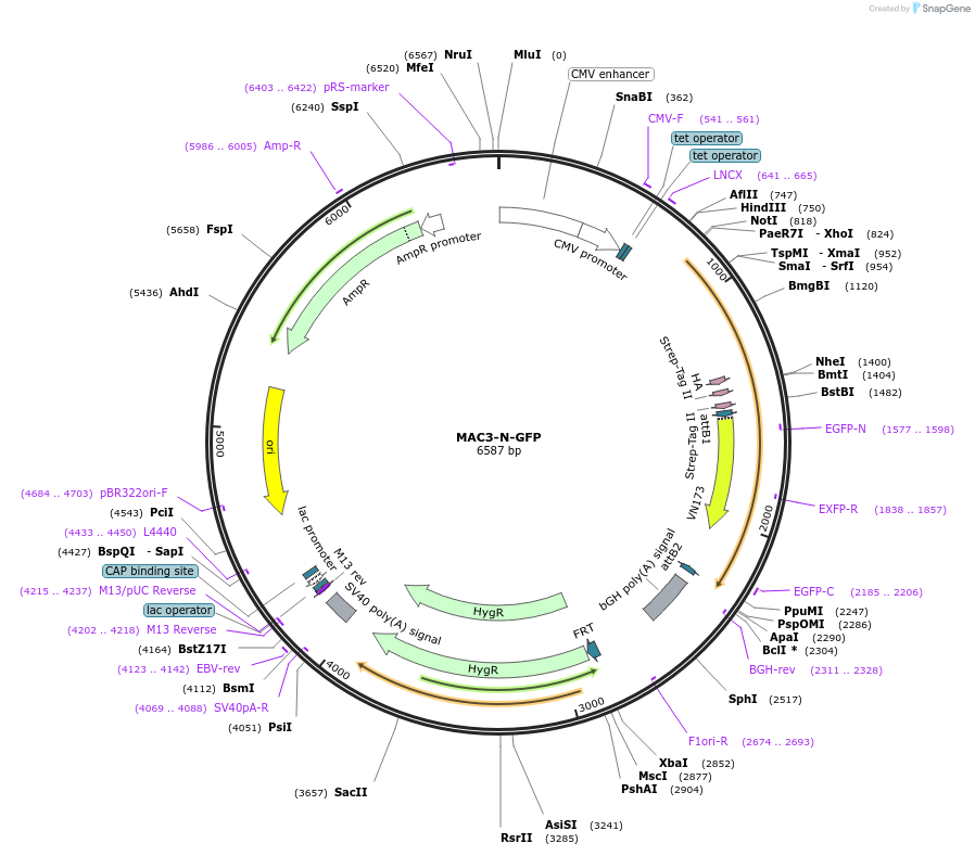 222602-plasmid-map-sequence-id-441421