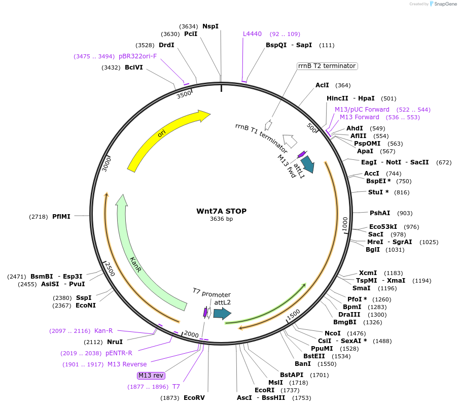 35877-plasmid-map-sequence-id-44143