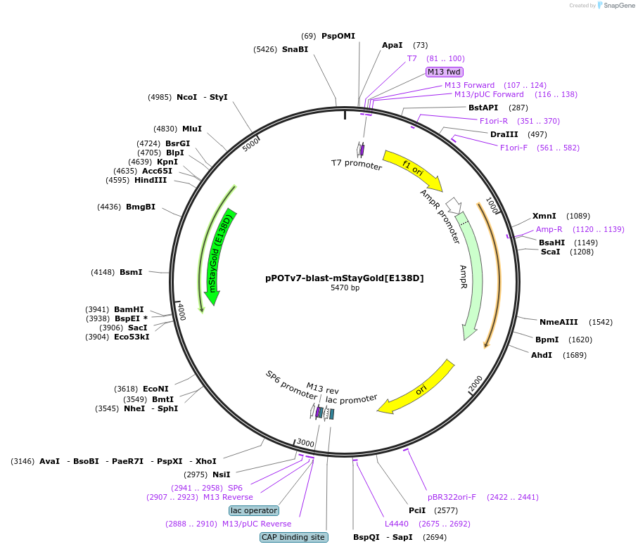 221049-plasmid-map-sequence-id-441435