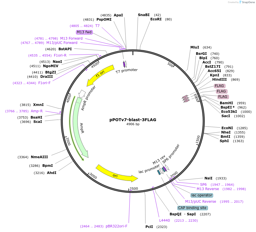221045-plasmid-map-sequence-id-441436