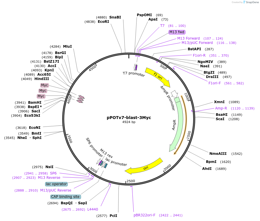 221046-plasmid-map-sequence-id-441438
