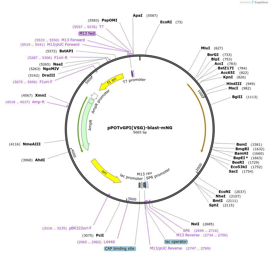 221050-plasmid-map-sequence-id-441440