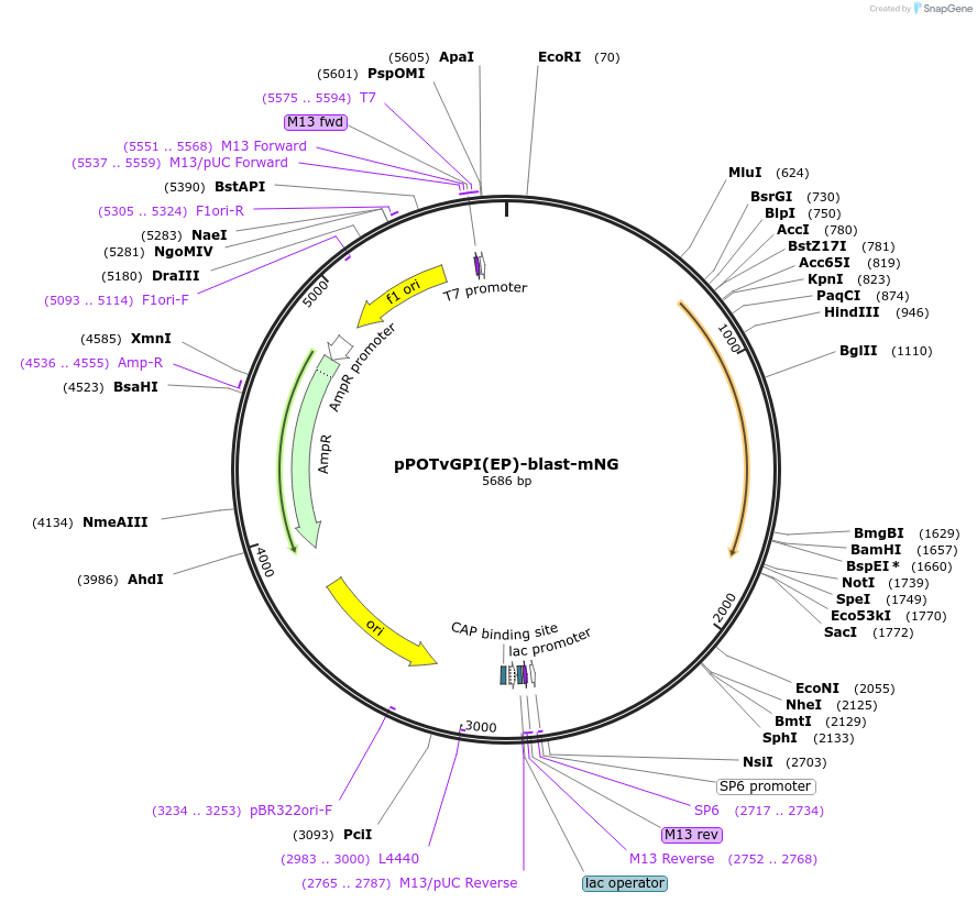 221051-plasmid-map-sequence-id-441446