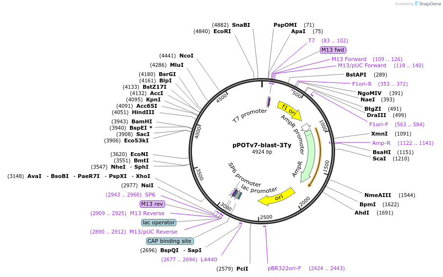 221047-plasmid-map-sequence-id-441448