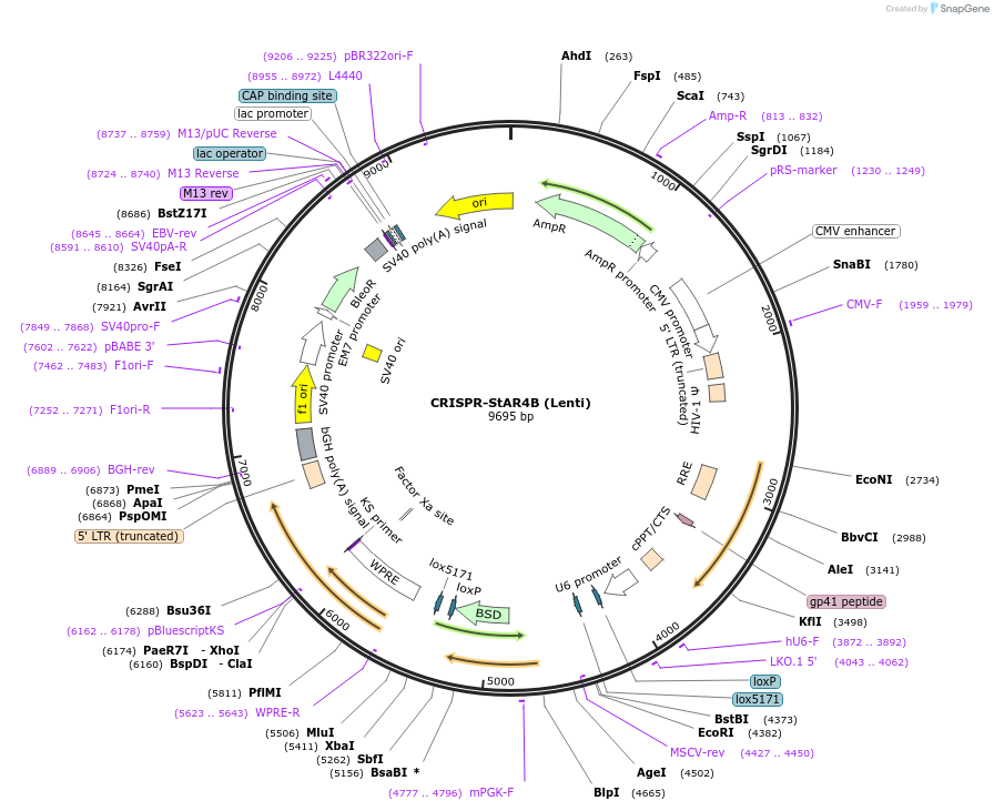 222691-plasmid-map-sequence-id-441454