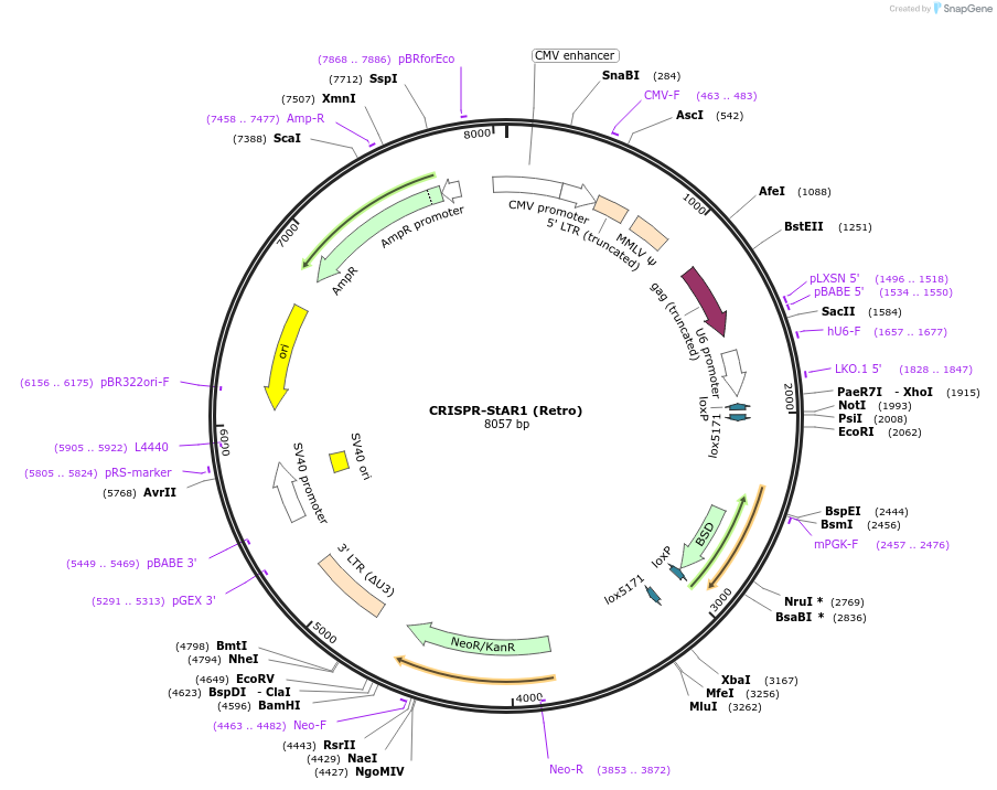 222687-plasmid-map-sequence-id-441456