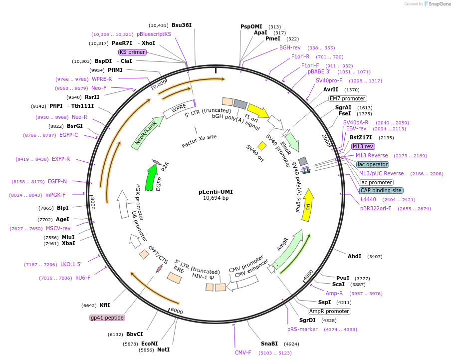 222694-plasmid-map-sequence-id-441457