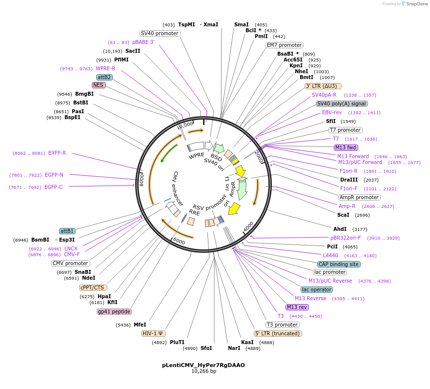 217653-plasmid-map-sequence-id-441459