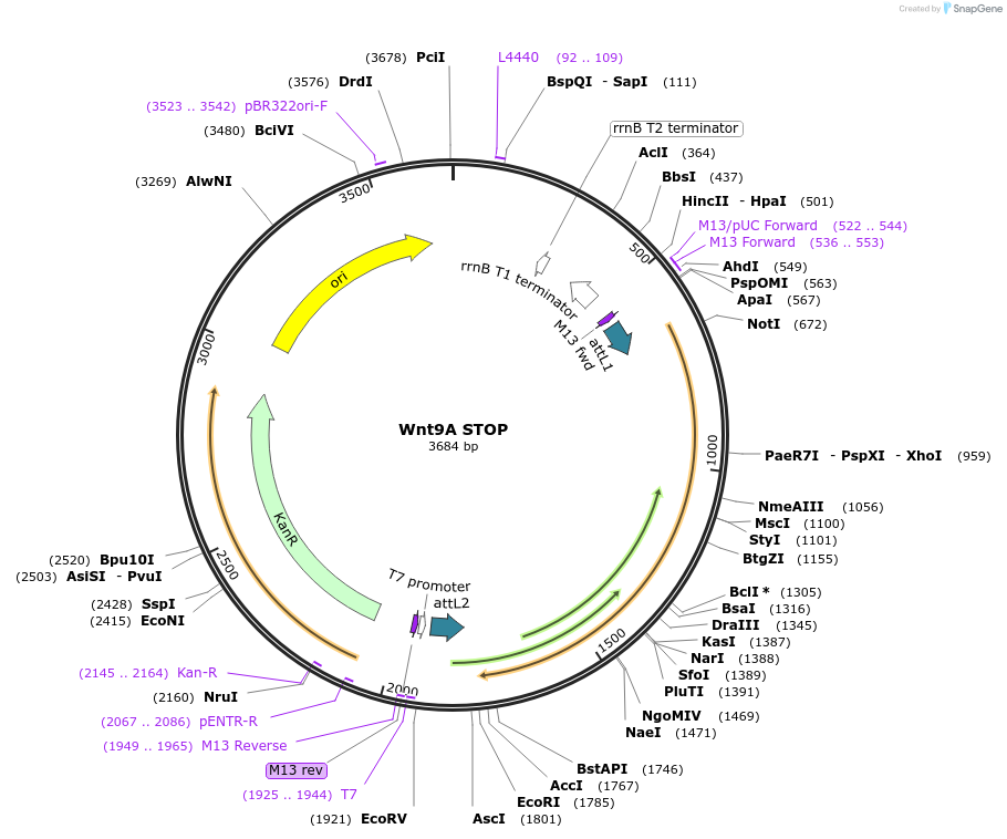 35881-plasmid-map-sequence-id-44147