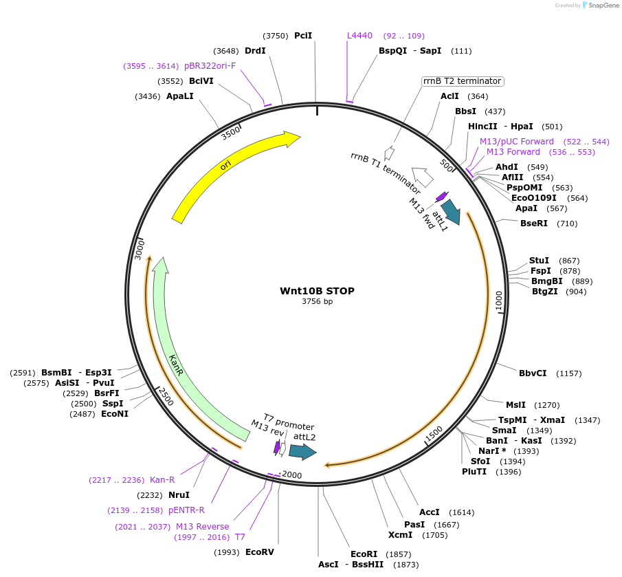 35884-plasmid-map-sequence-id-44150