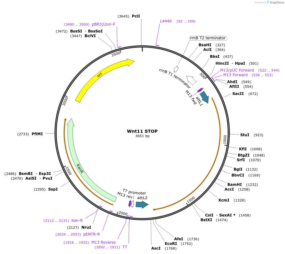 35885-plasmid-map-sequence-id-44151