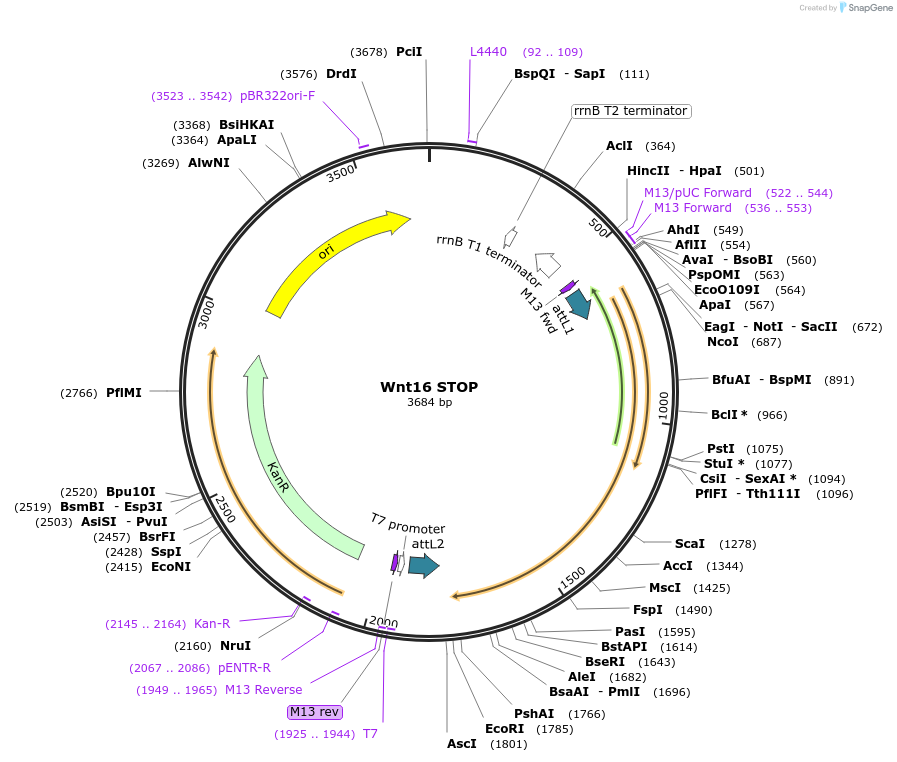 35886-plasmid-map-sequence-id-44152