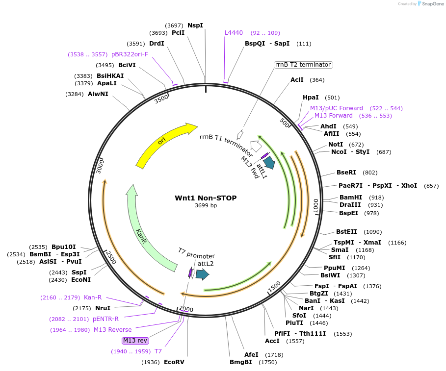35887-plasmid-map-sequence-id-44153