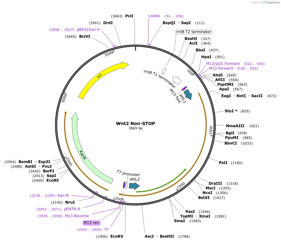 35888-plasmid-map-sequence-id-44154