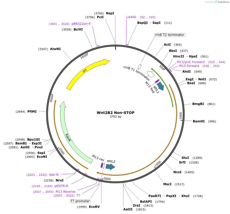 35889-plasmid-map-sequence-id-44155