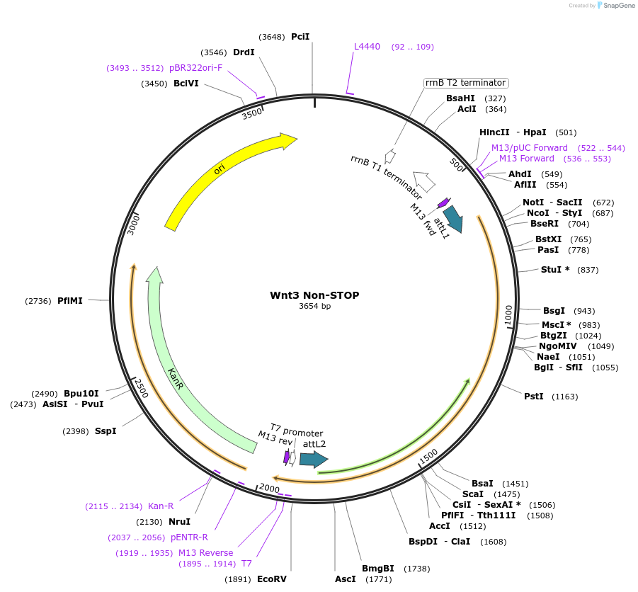 35891-plasmid-map-sequence-id-44157
