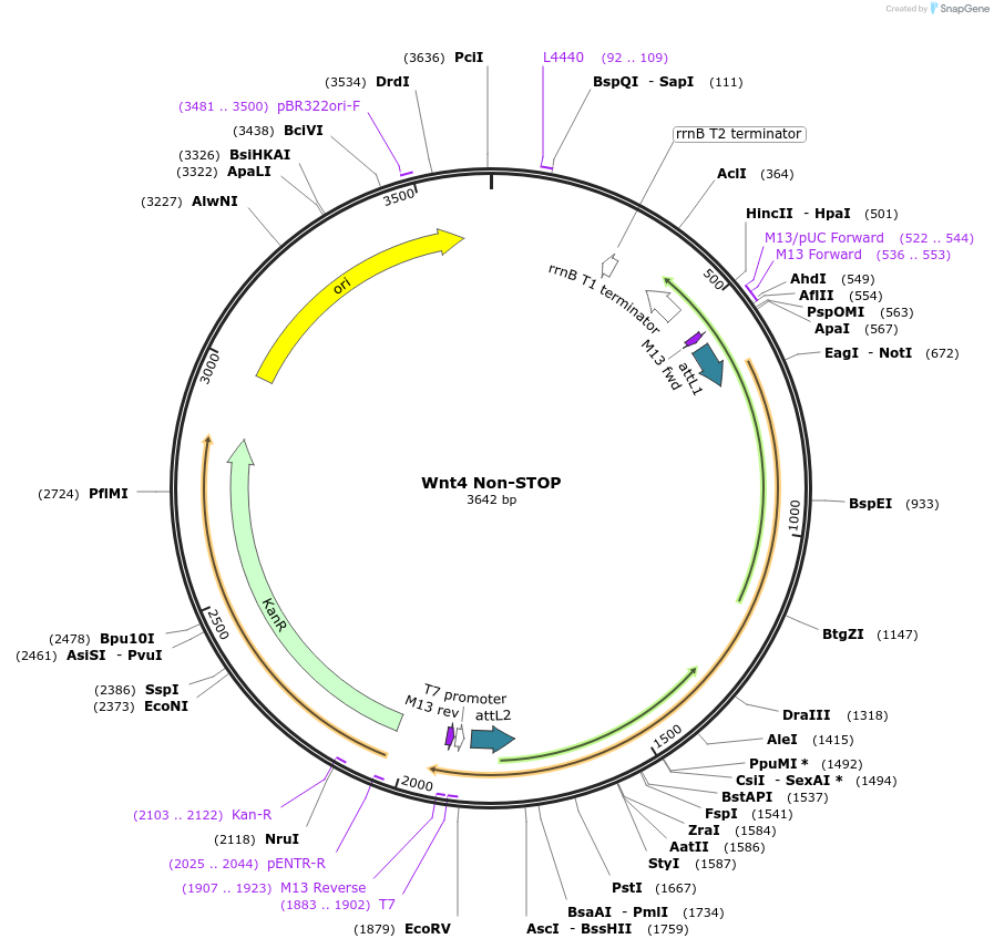 35892-plasmid-map-sequence-id-44158