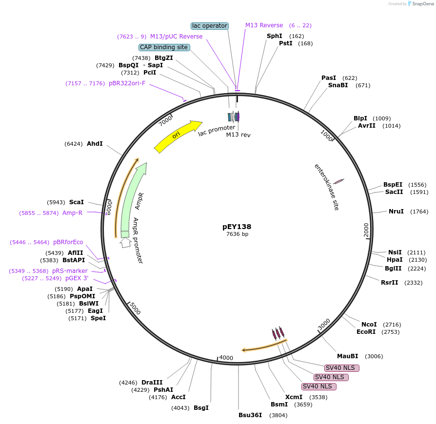 223485-plasmid-map-sequence-id-441594