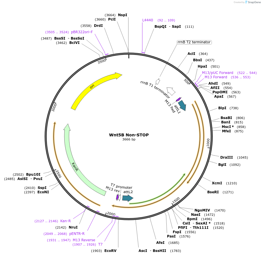 35894-plasmid-map-sequence-id-44160