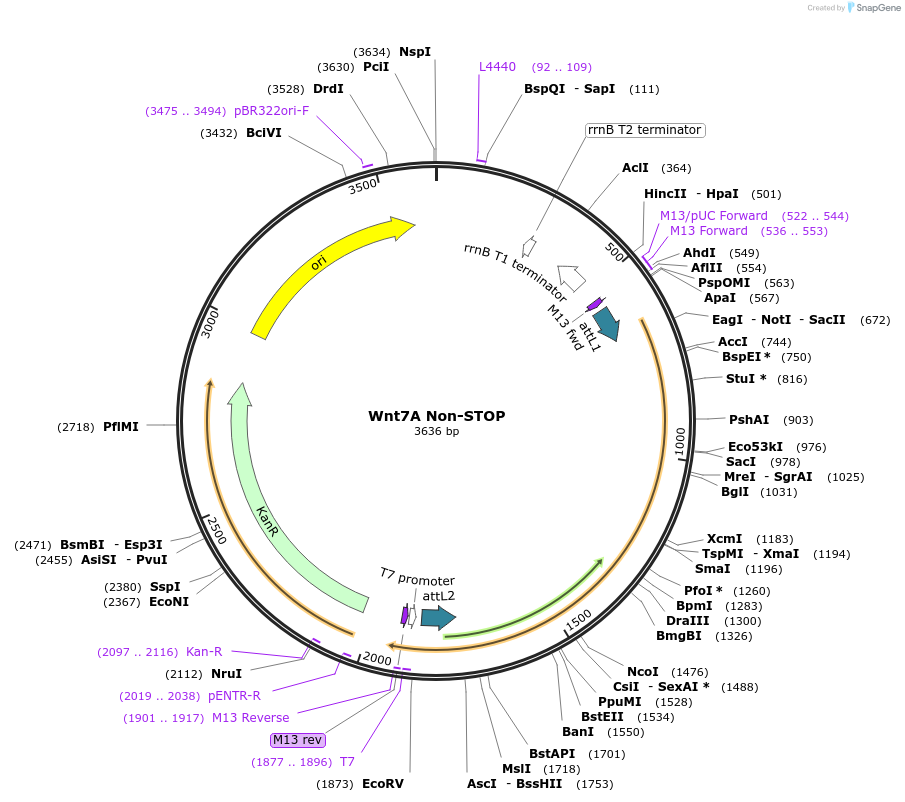 35896-plasmid-map-sequence-id-44162