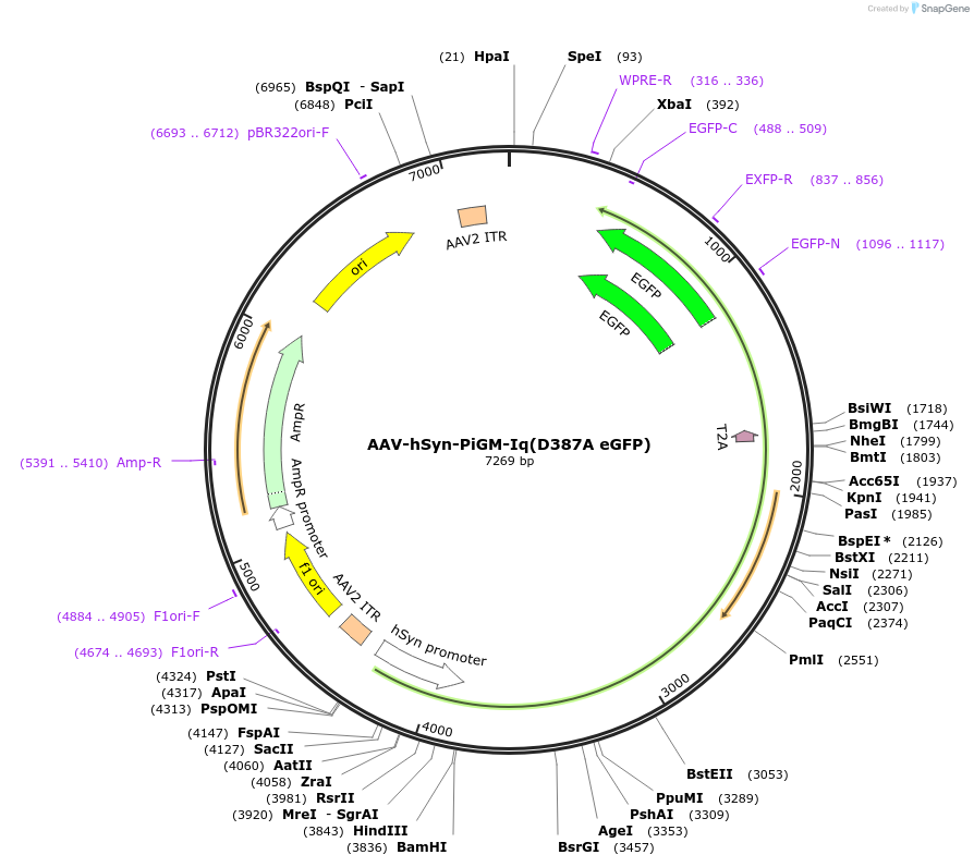221603-plasmid-map-sequence-id-441622