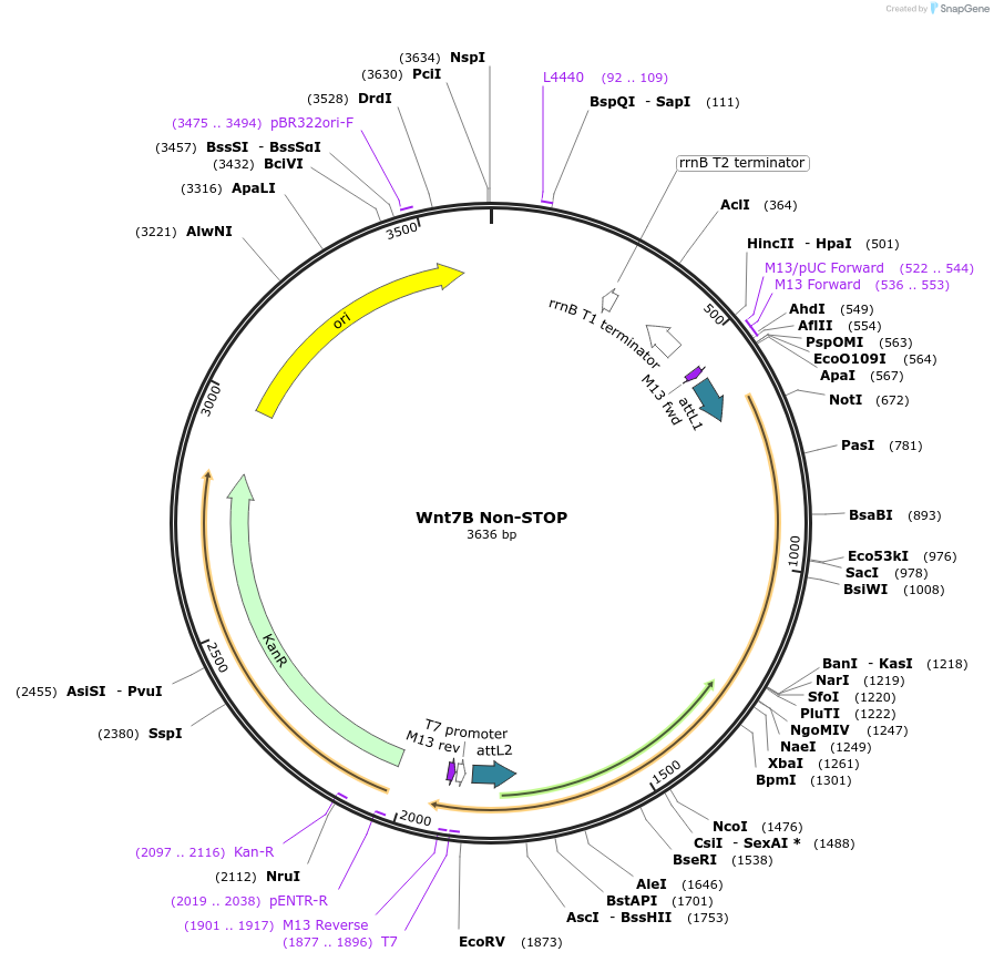 35897-plasmid-map-sequence-id-44163