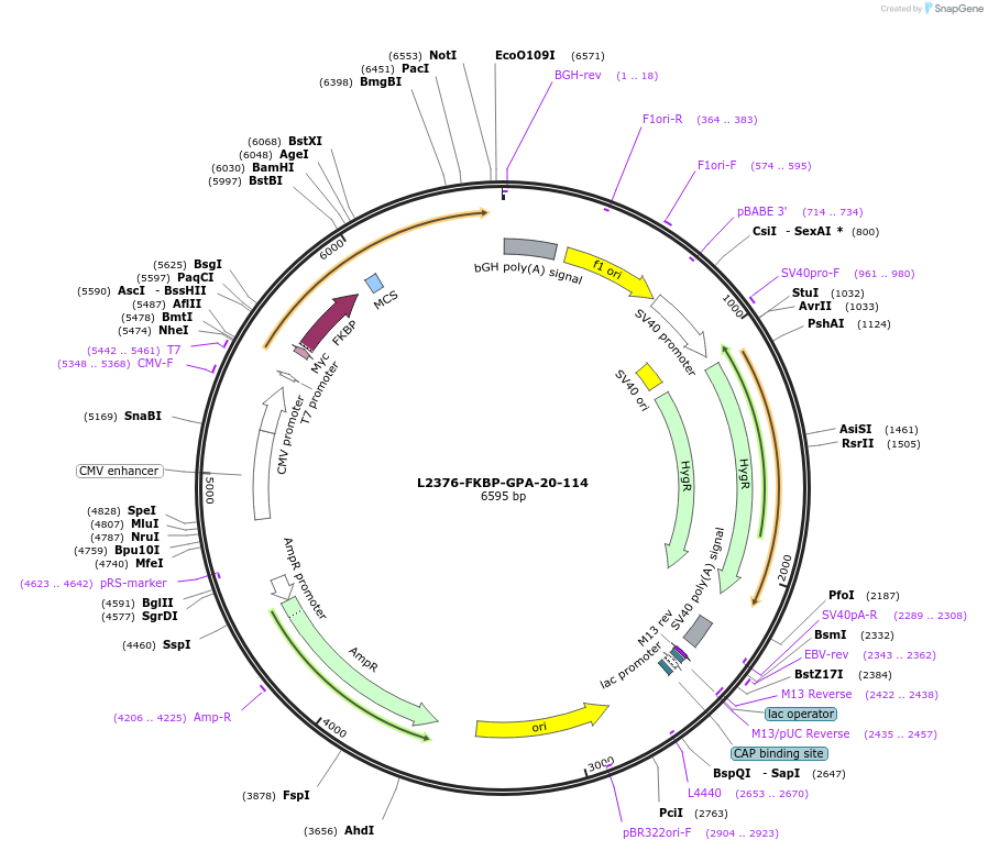 222896-plasmid-map-sequence-id-441634