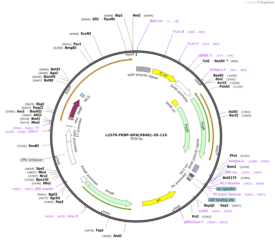 222901-plasmid-map-sequence-id-441651
