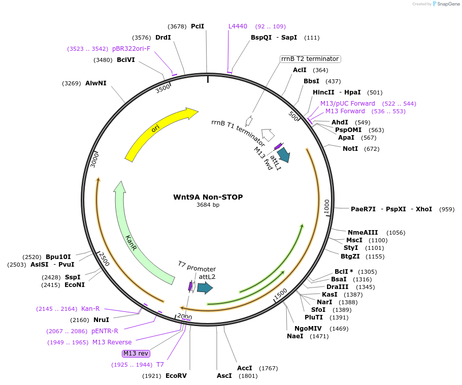 35900-plasmid-map-sequence-id-44166