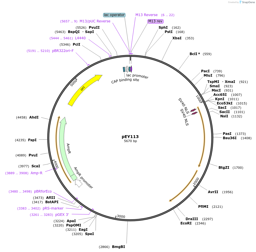 223460-plasmid-map-sequence-id-441661