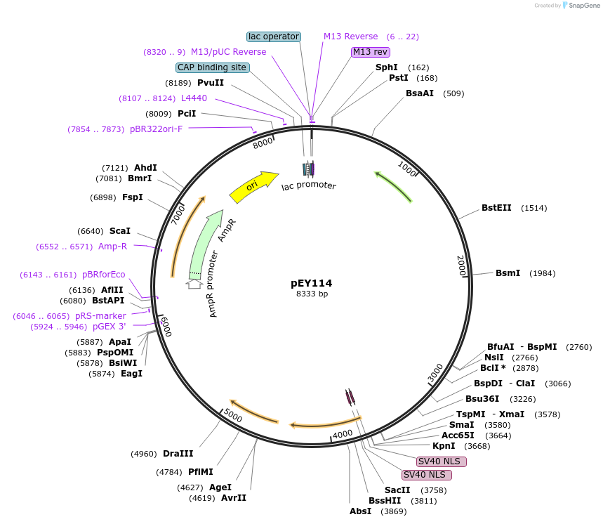 223461-plasmid-map-sequence-id-441664