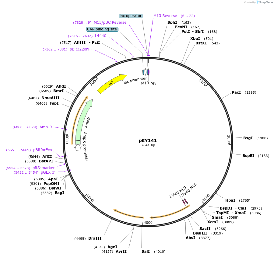 223488-plasmid-map-sequence-id-441675