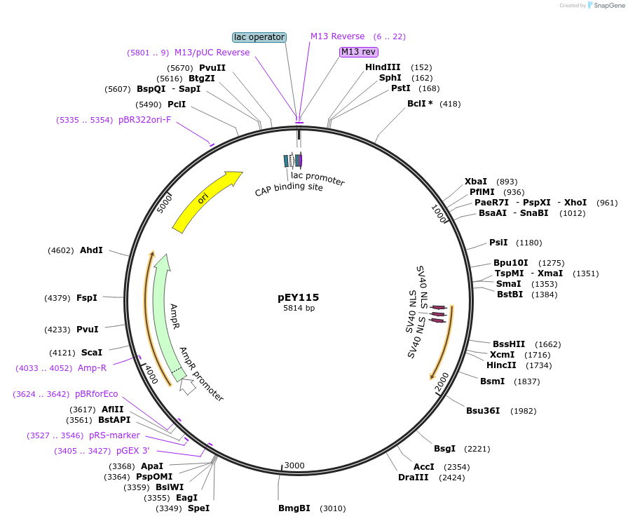 223462-plasmid-map-sequence-id-441681