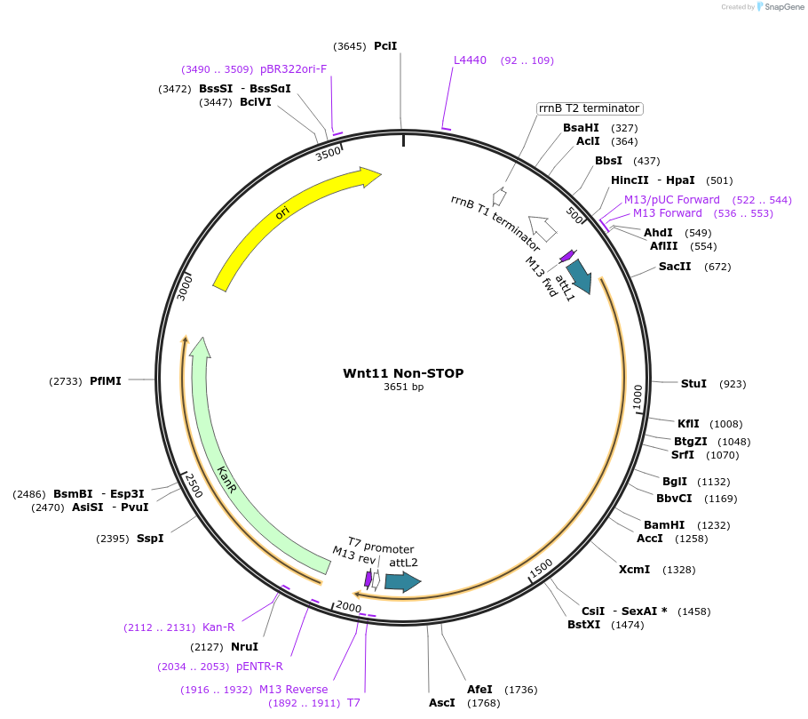 35903-plasmid-map-sequence-id-44169