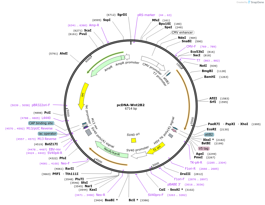 35907-plasmid-map-sequence-id-44173