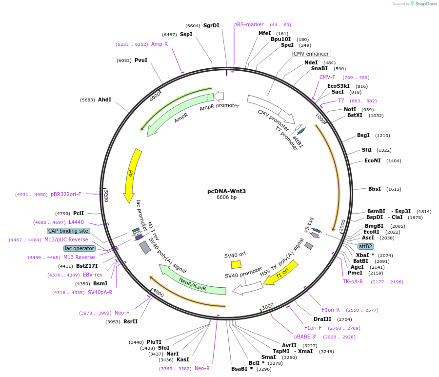 35909-plasmid-map-sequence-id-44175