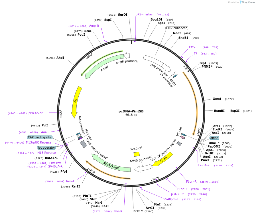 35912-plasmid-map-sequence-id-44178