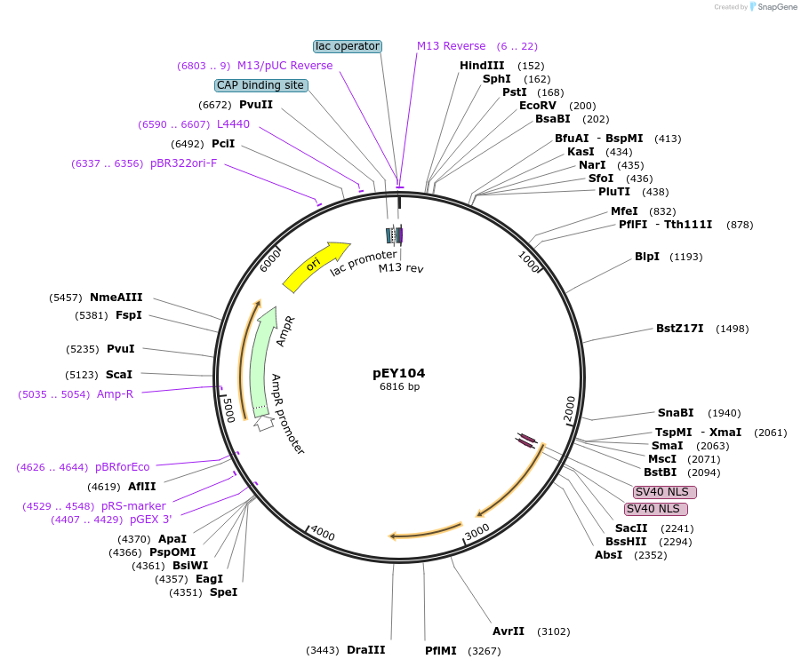 223451-plasmid-map-sequence-id-441784