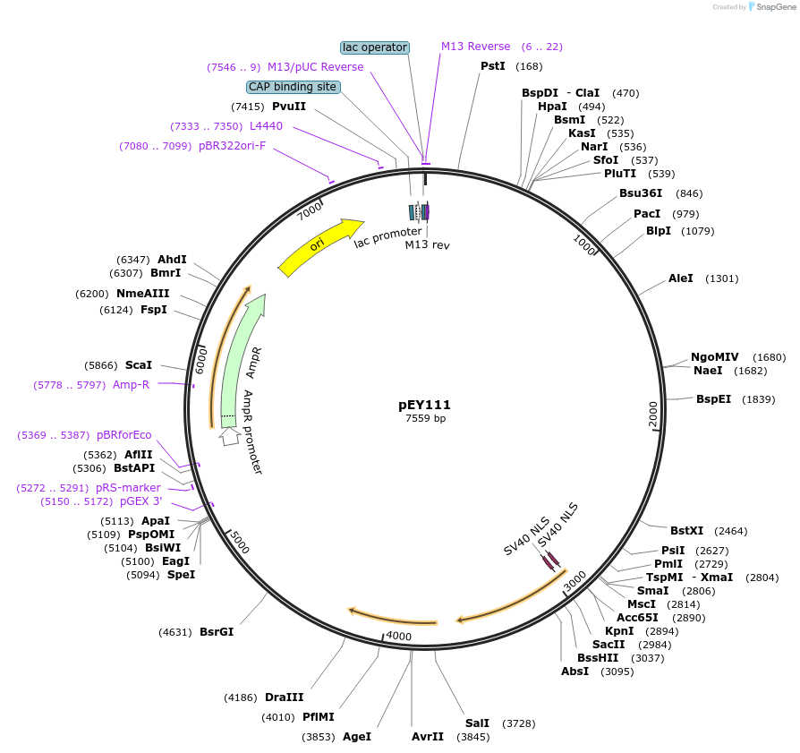 223458-plasmid-map-sequence-id-441791