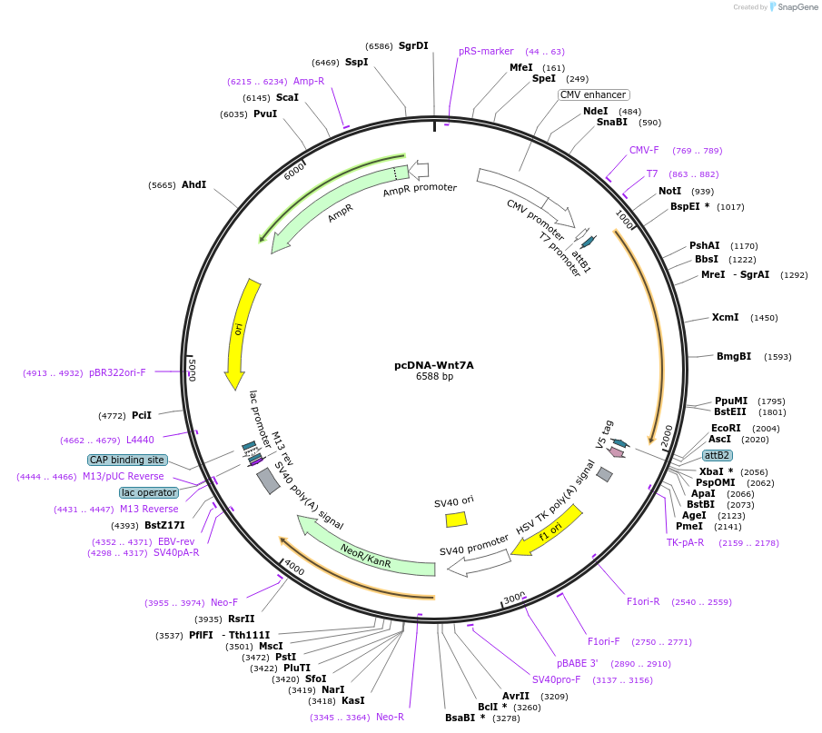 35914-plasmid-map-sequence-id-44180