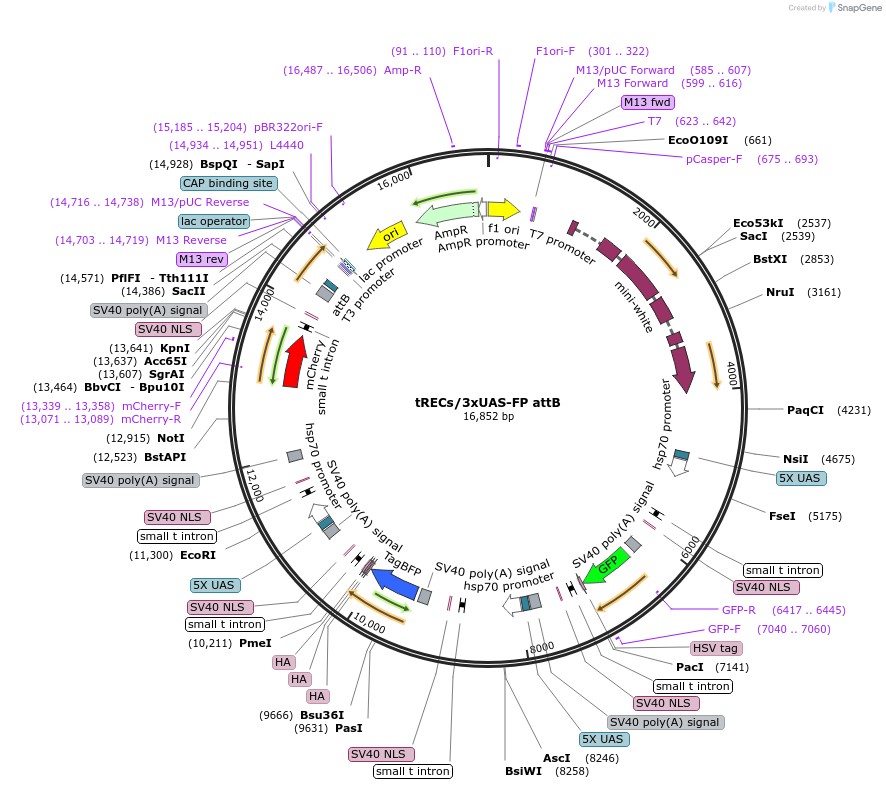 220330-plasmid-map-sequence-id-441802