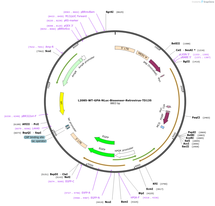 222875-plasmid-map-sequence-id-441838