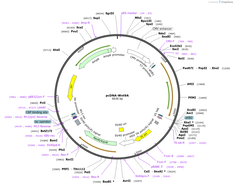 35918-plasmid-map-sequence-id-44184