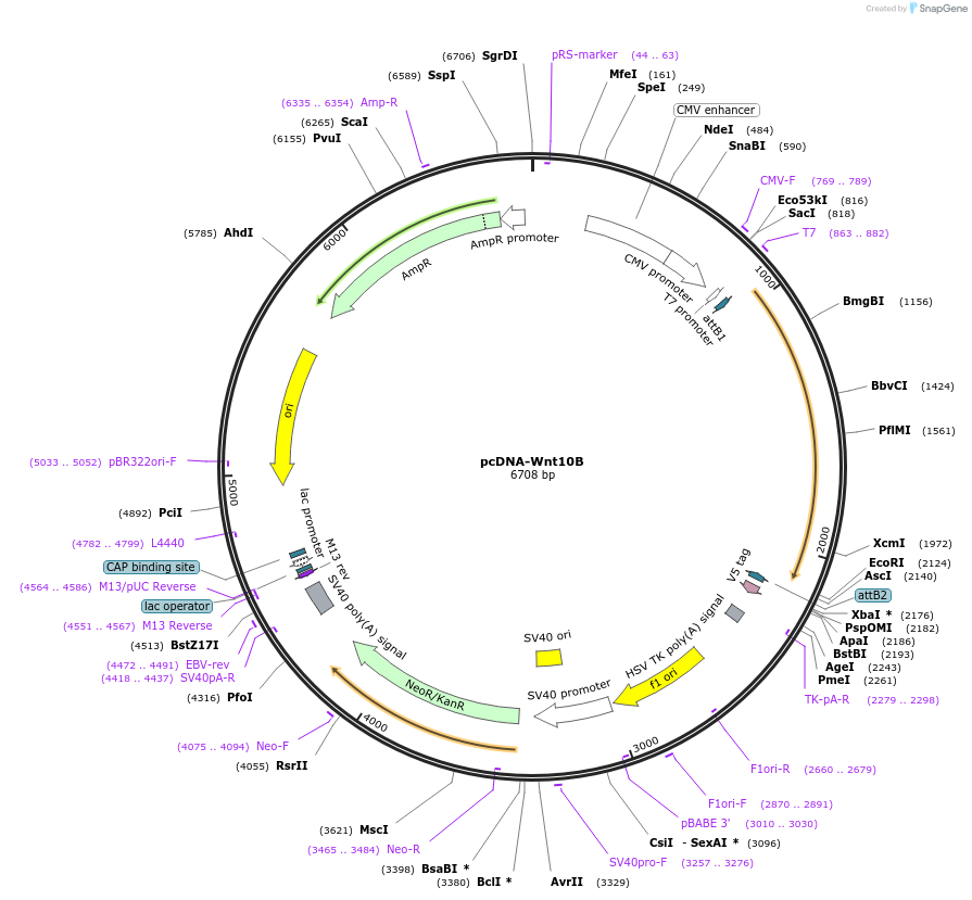 35921-plasmid-map-sequence-id-44187