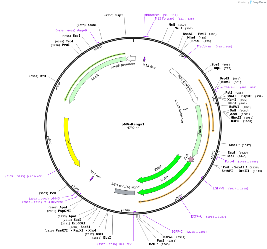 217278-plasmid-map-sequence-id-441874