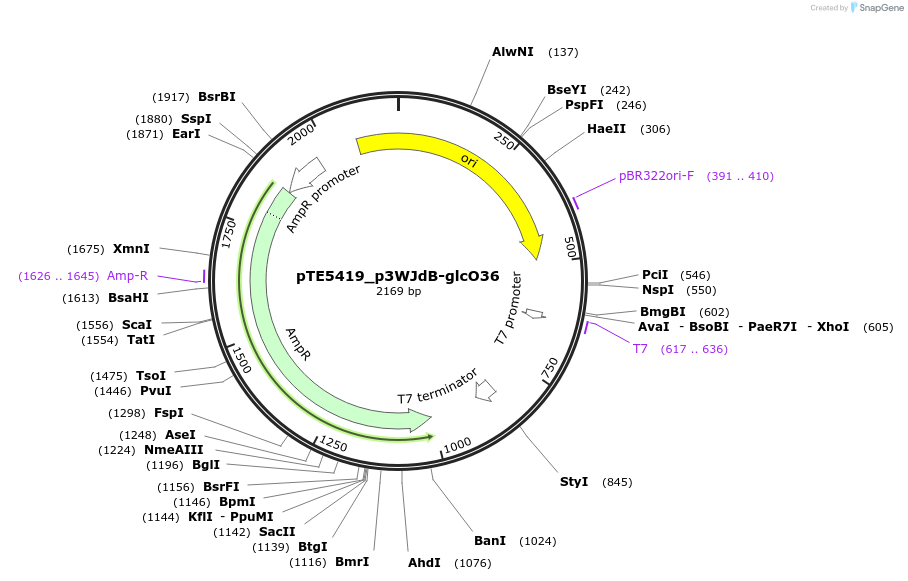 221193-plasmid-map-sequence-id-441880