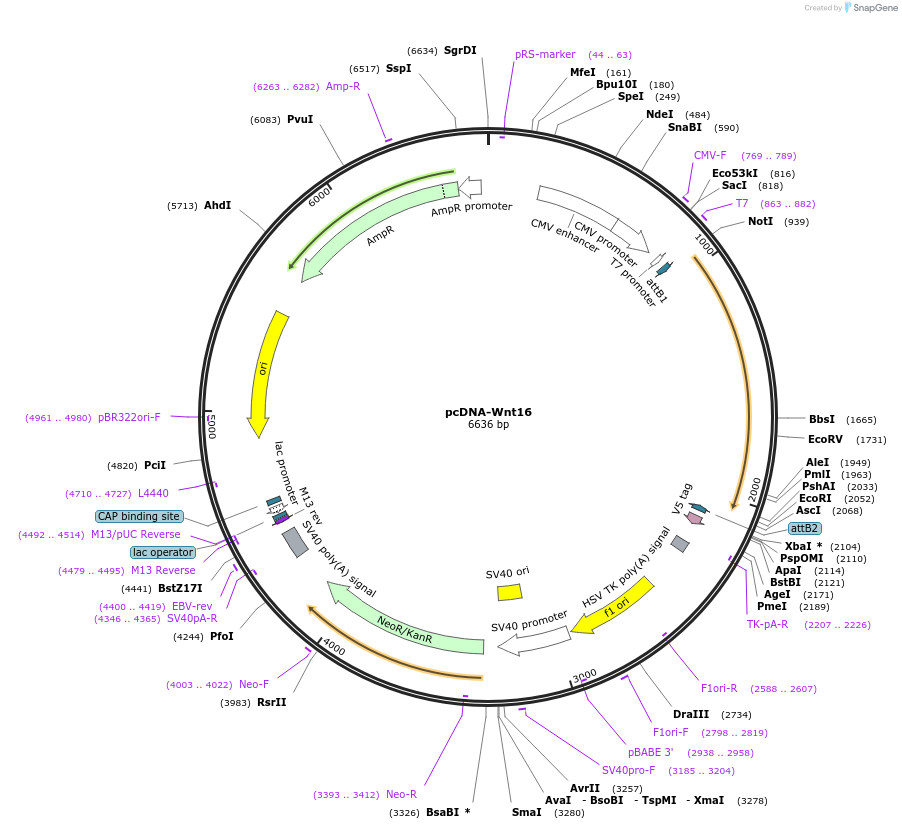 35923-plasmid-map-sequence-id-44189
