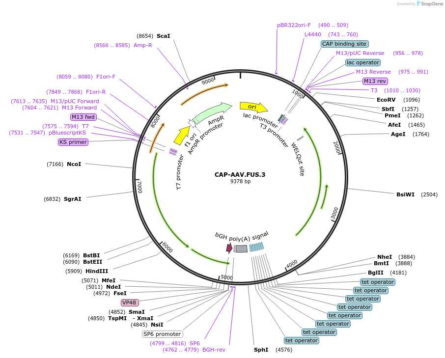 222333-plasmid-map-sequence-id-441908